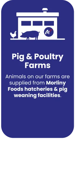 Pig Poultry Farms