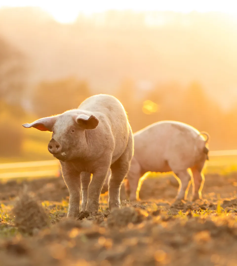 Lab technician conducting safety tests