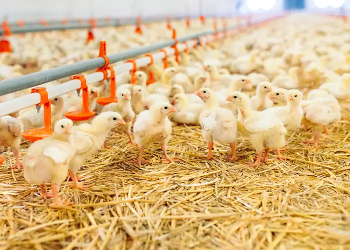 Group of chicks around feeders